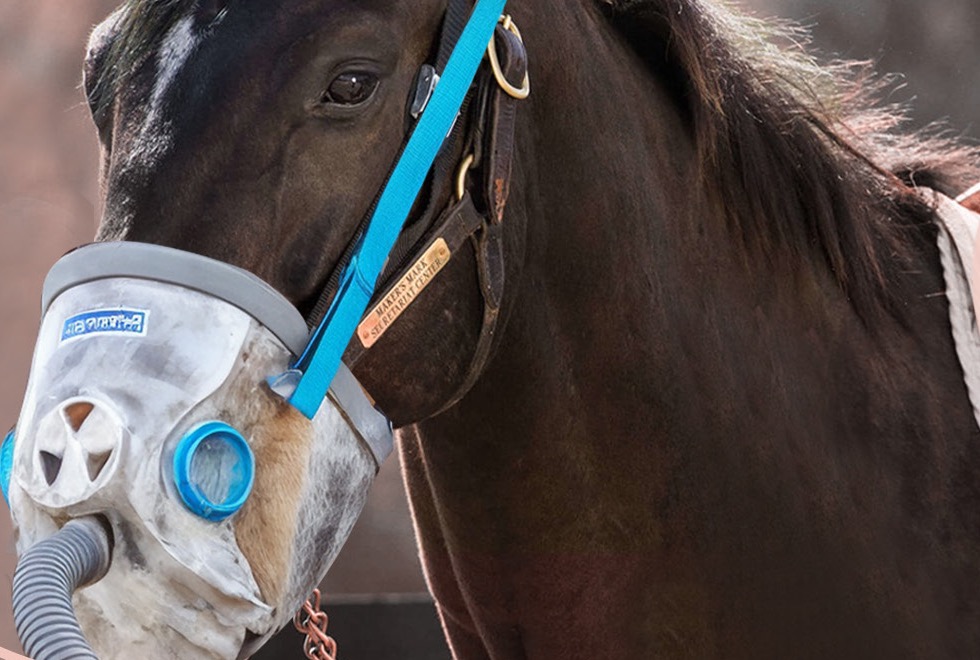 A dark bay horse standing calmly in a stable wearing a clear interval hypoxic training mask connected by a ribbed hose, with a teal headcollar.