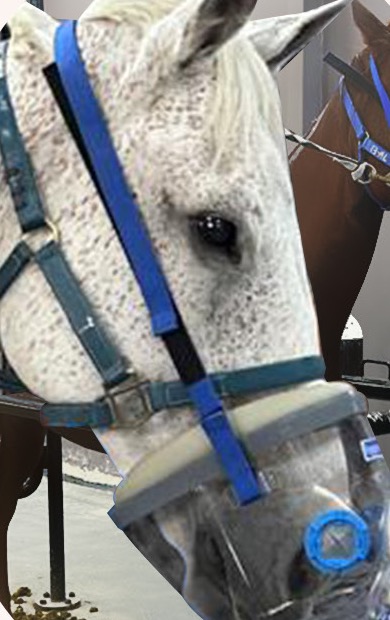 A grey horse in a treatment stall wearing a clear hypoxic training mask with blue straps, a second horse visible behind.